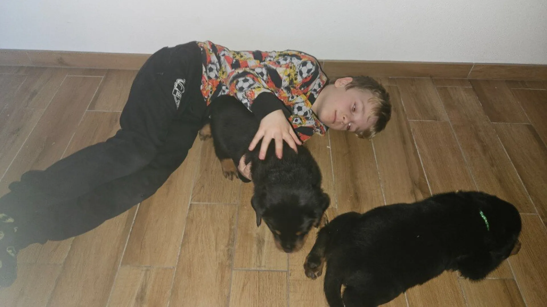 Rottweiler — življenje v psarni Aria Ranch Rottweilers