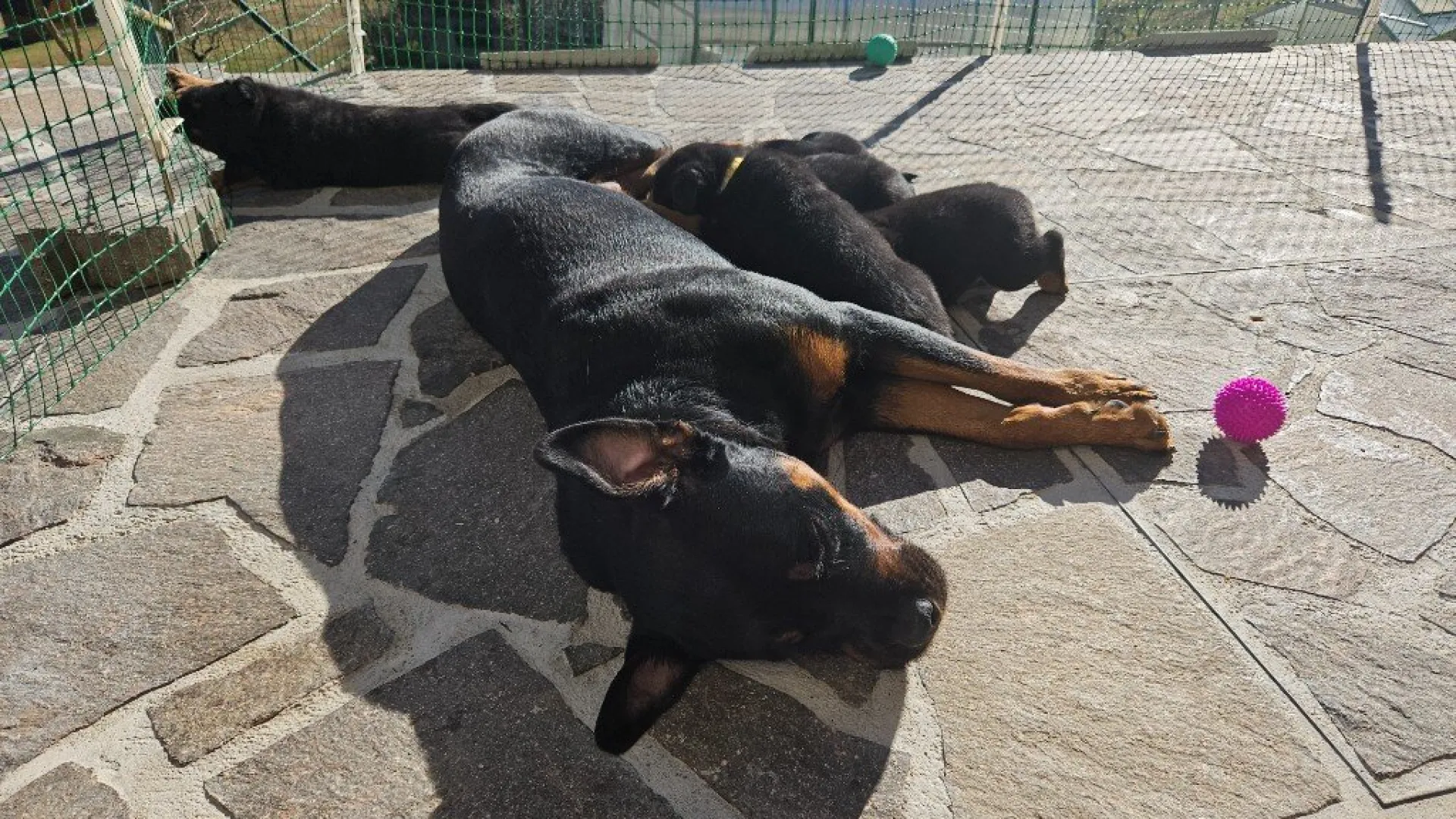 Rottweiler — življenje v psarni Aria Ranch Rottweilers