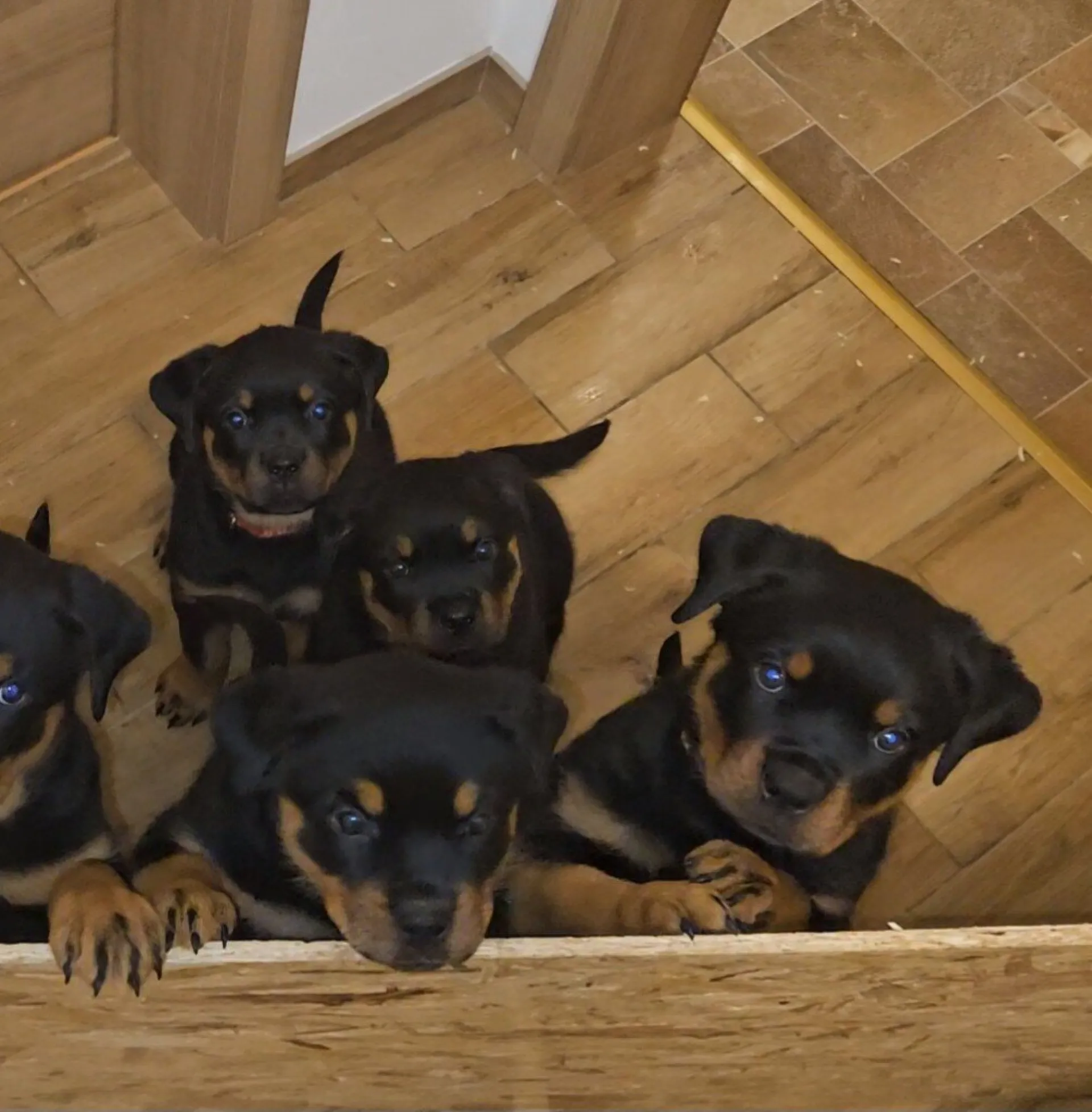Rottweiler — življenje v psarni Aria Ranch Rottweilers