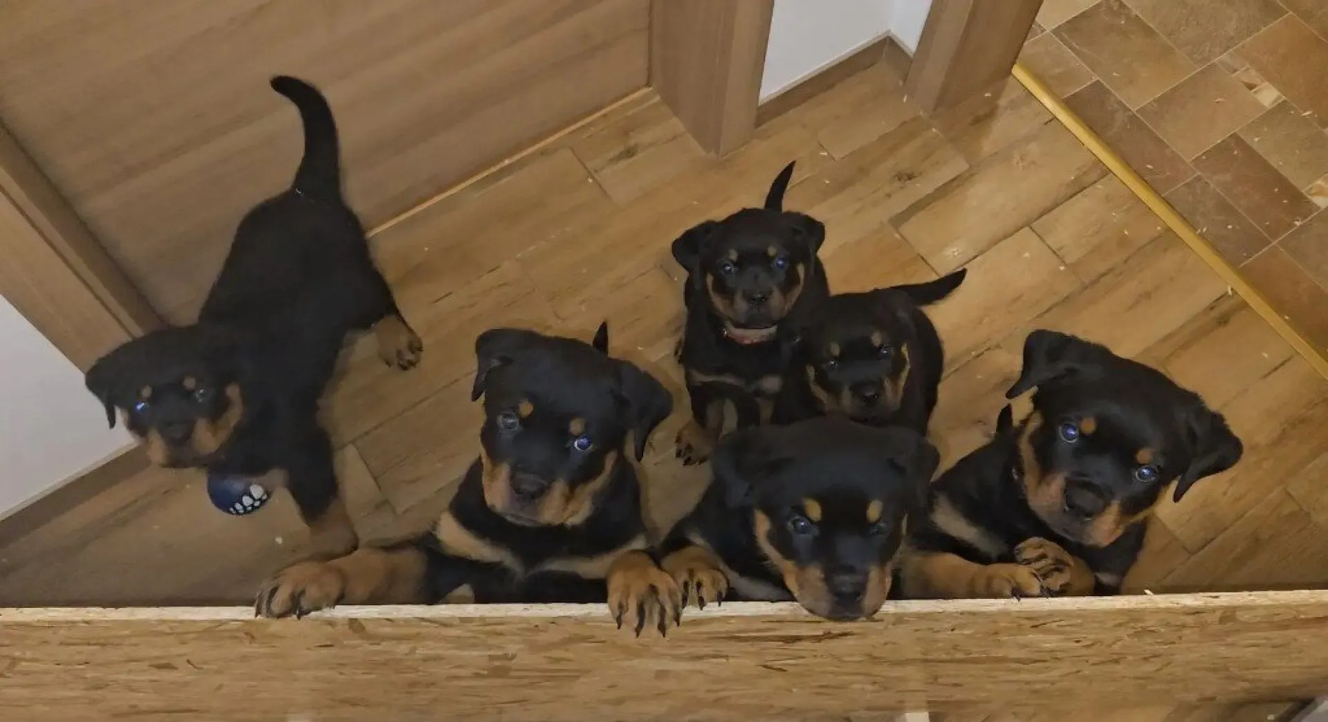 Rottweiler — življenje v psarni Aria Ranch Rottweilers