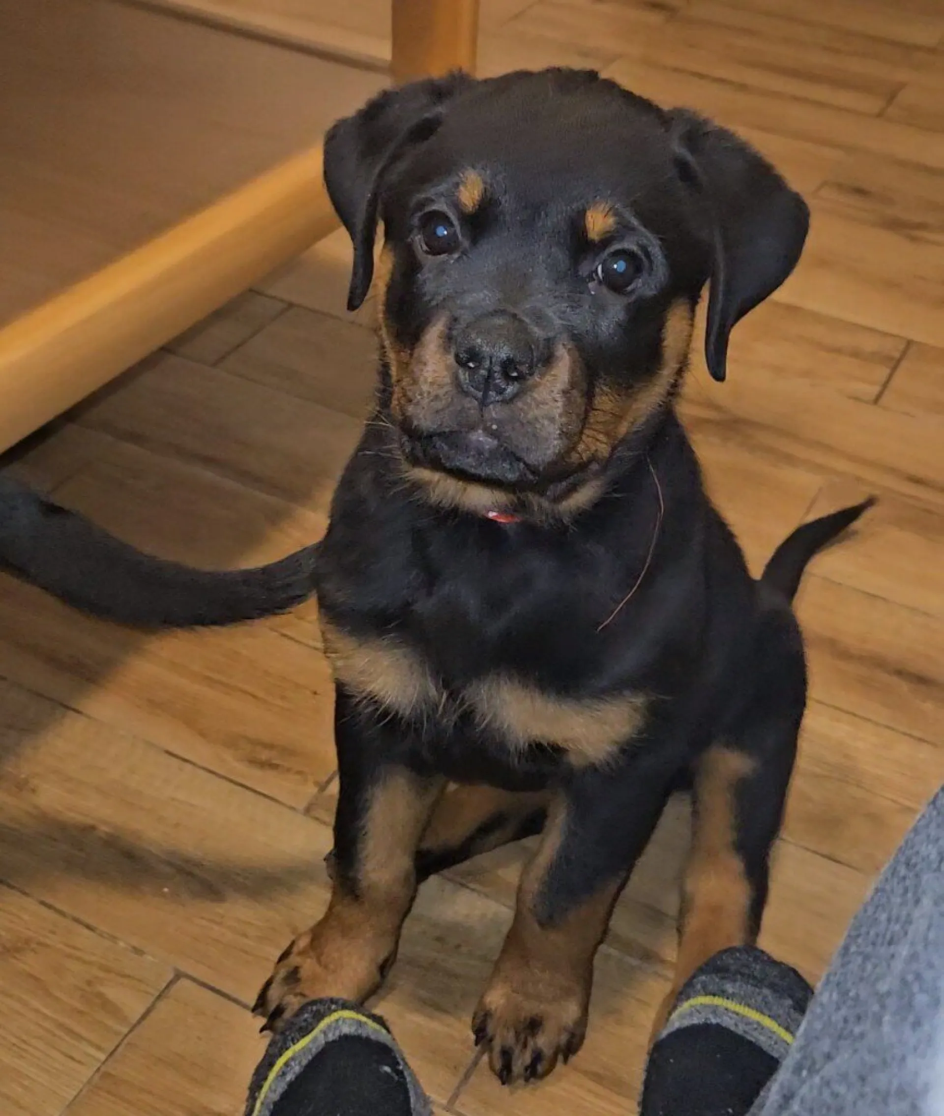Rottweiler — življenje v psarni Aria Ranch Rottweilers