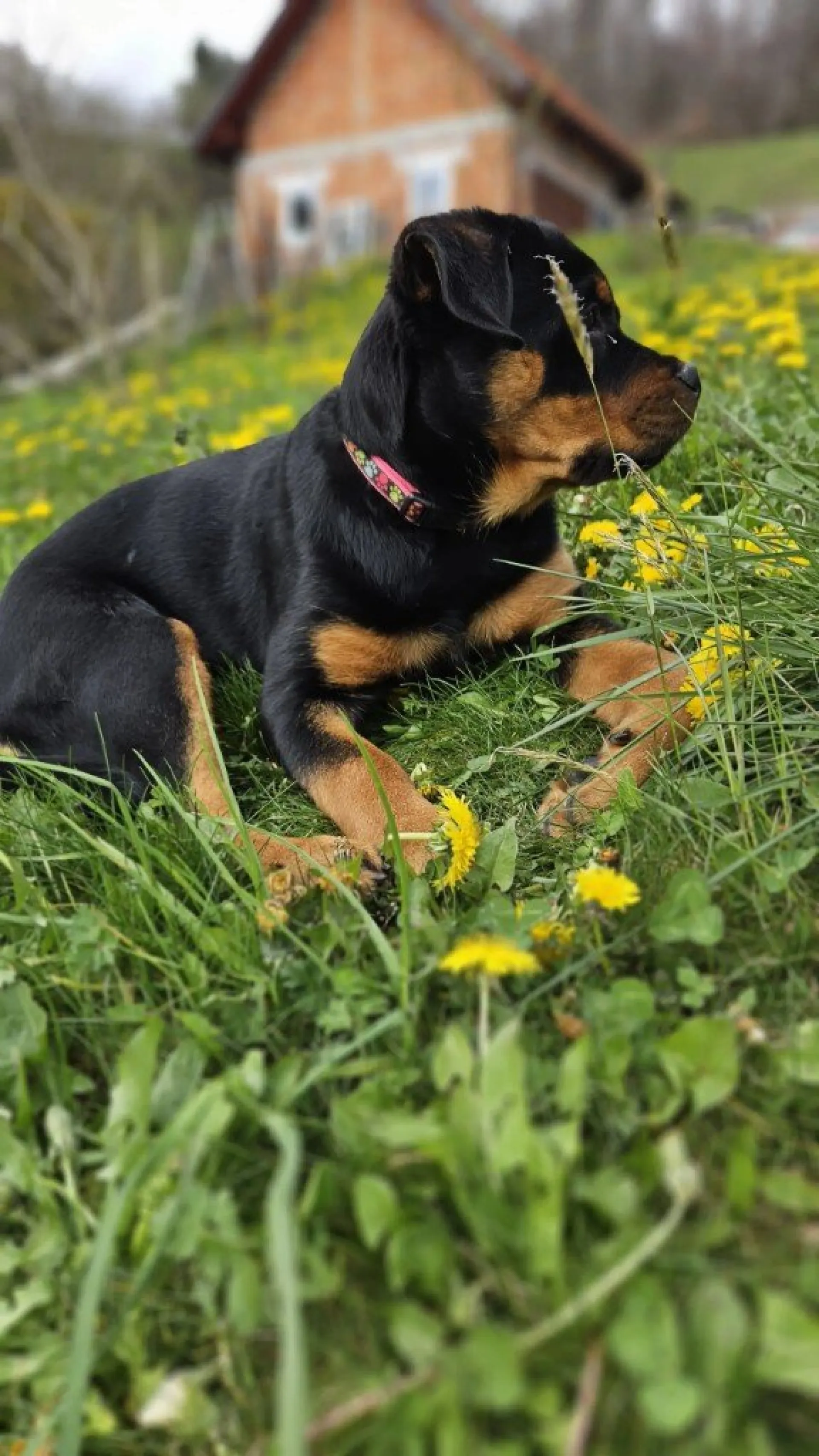 Rottweiler — življenje v psarni Aria Ranch Rottweilers