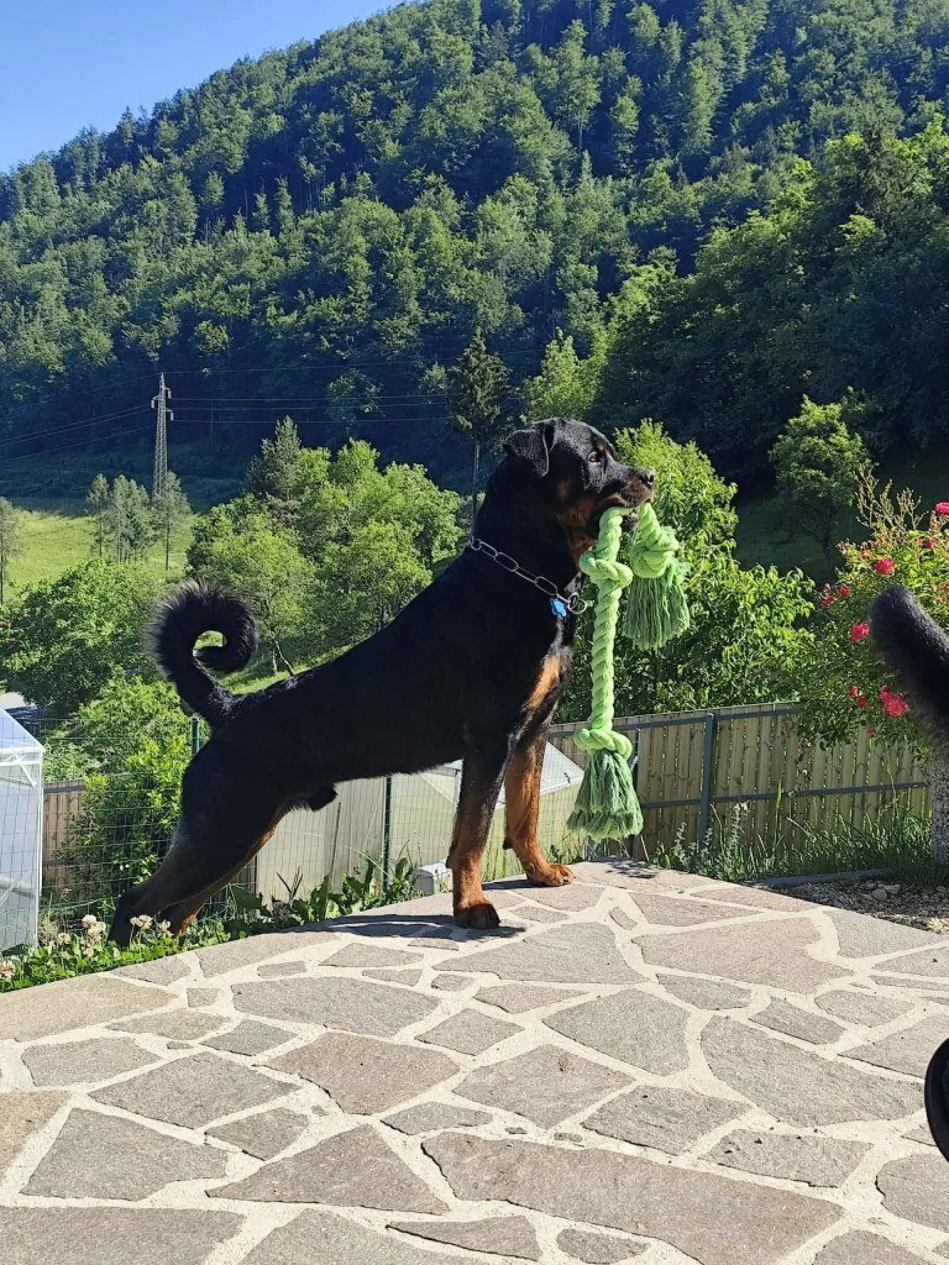 Rottweiler — življenje v psarni Aria Ranch Rottweilers
