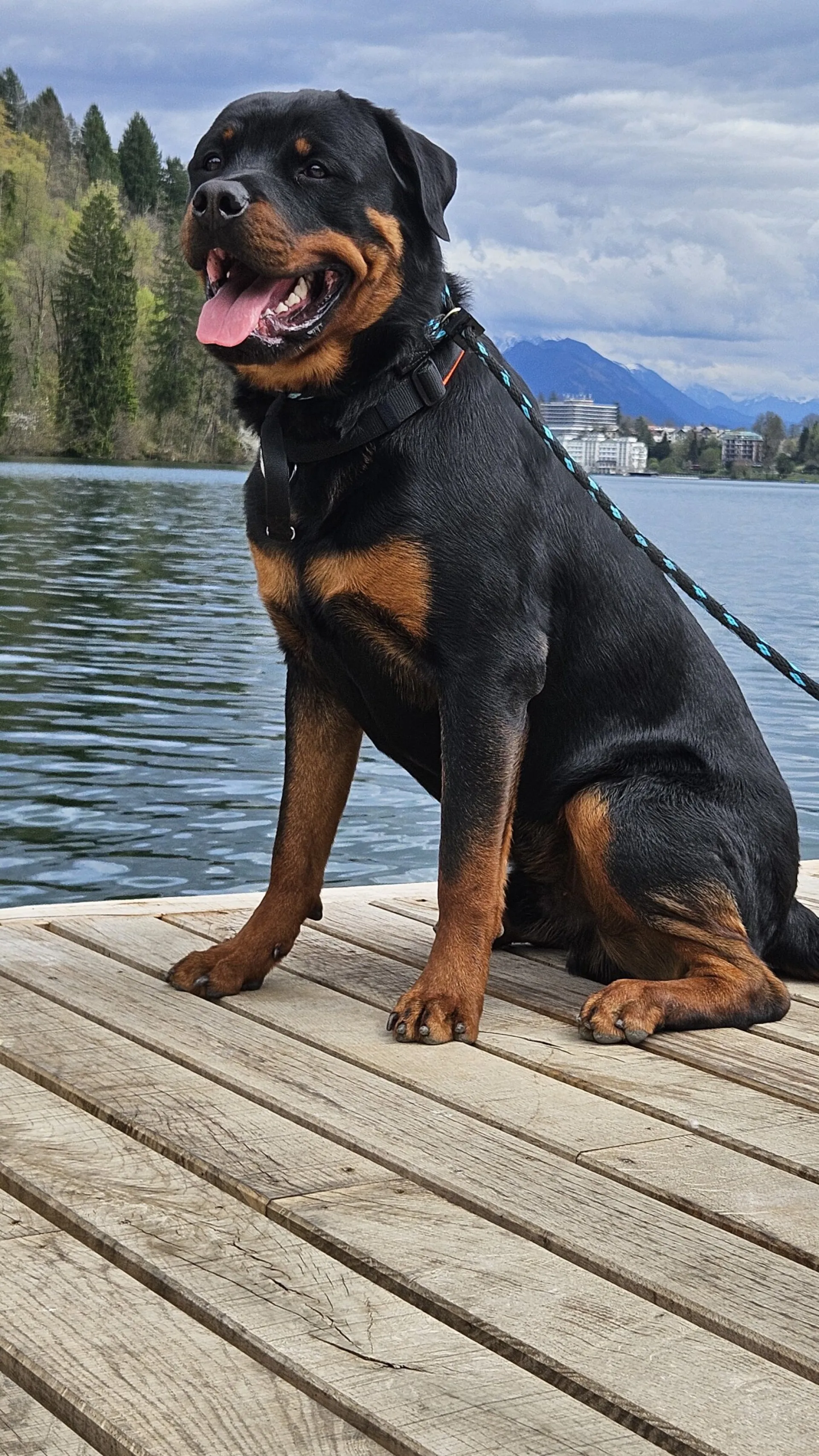 Rottweiler — življenje v psarni Aria Ranch Rottweilers