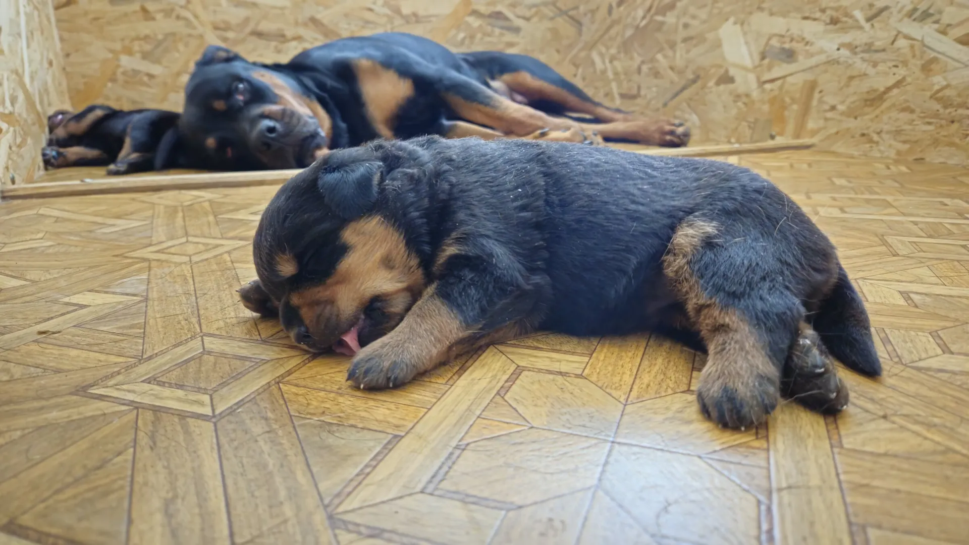 Rottweiler — življenje v psarni Aria Ranch Rottweilers