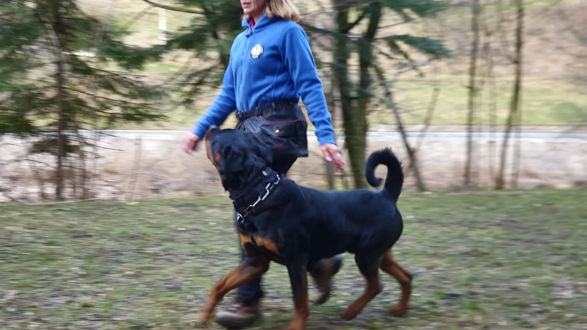 Rottweiler — življenje v psarni Aria Ranch Rottweilers