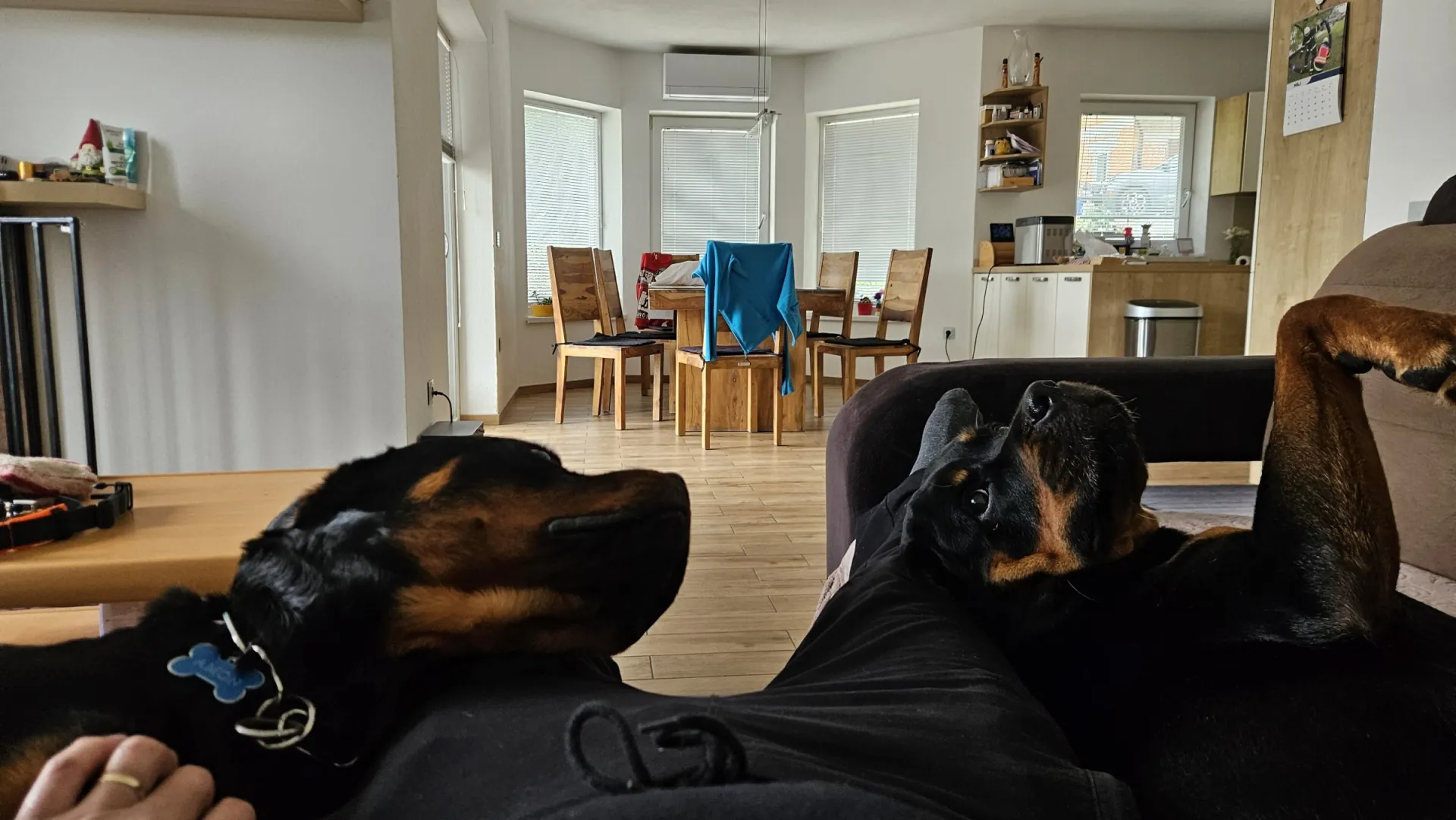 Rottweiler — življenje v psarni Aria Ranch Rottweilers