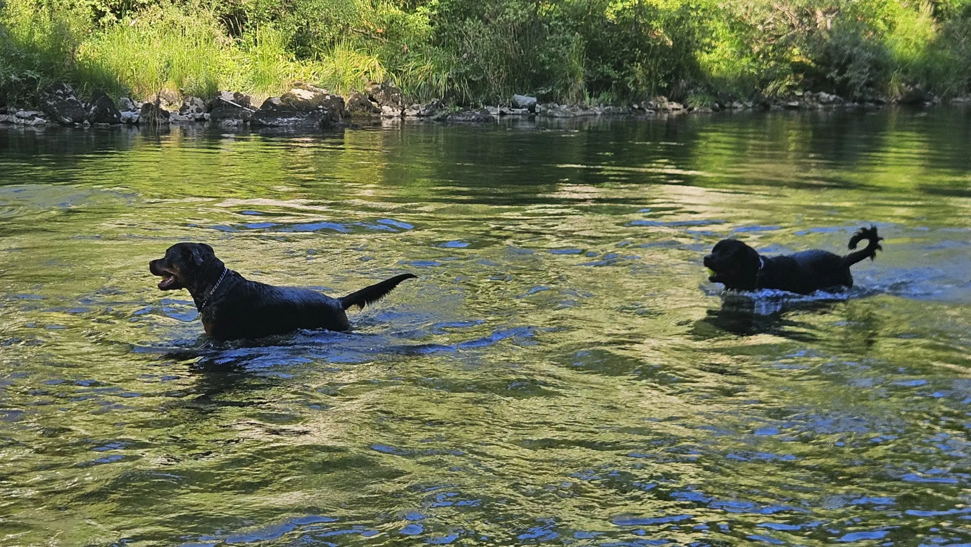 Rottweiler — življenje v psarni Aria Ranch Rottweilers