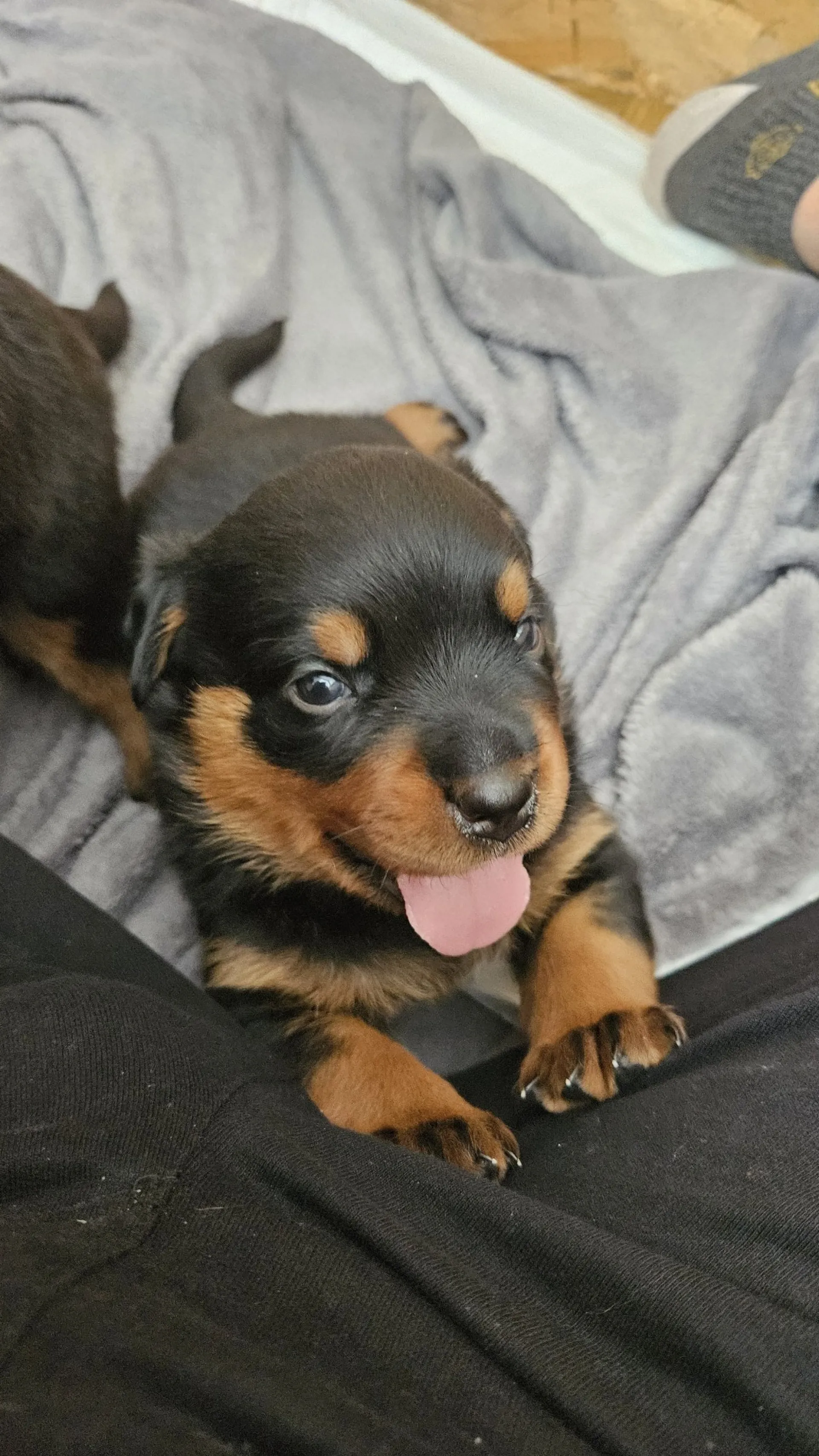 Rottweiler — življenje v psarni Aria Ranch Rottweilers