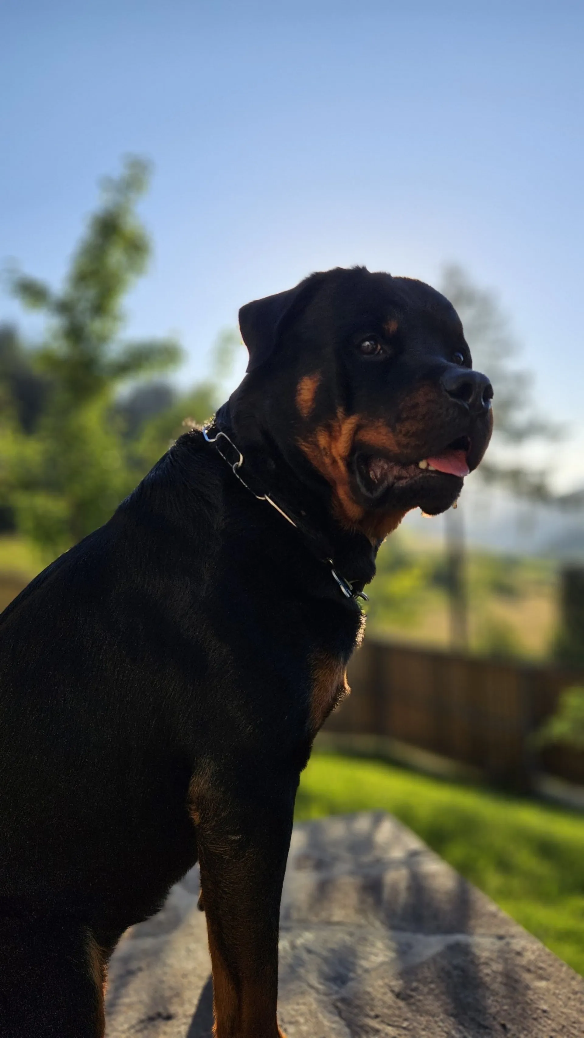 Rottweiler — življenje v psarni Aria Ranch Rottweilers