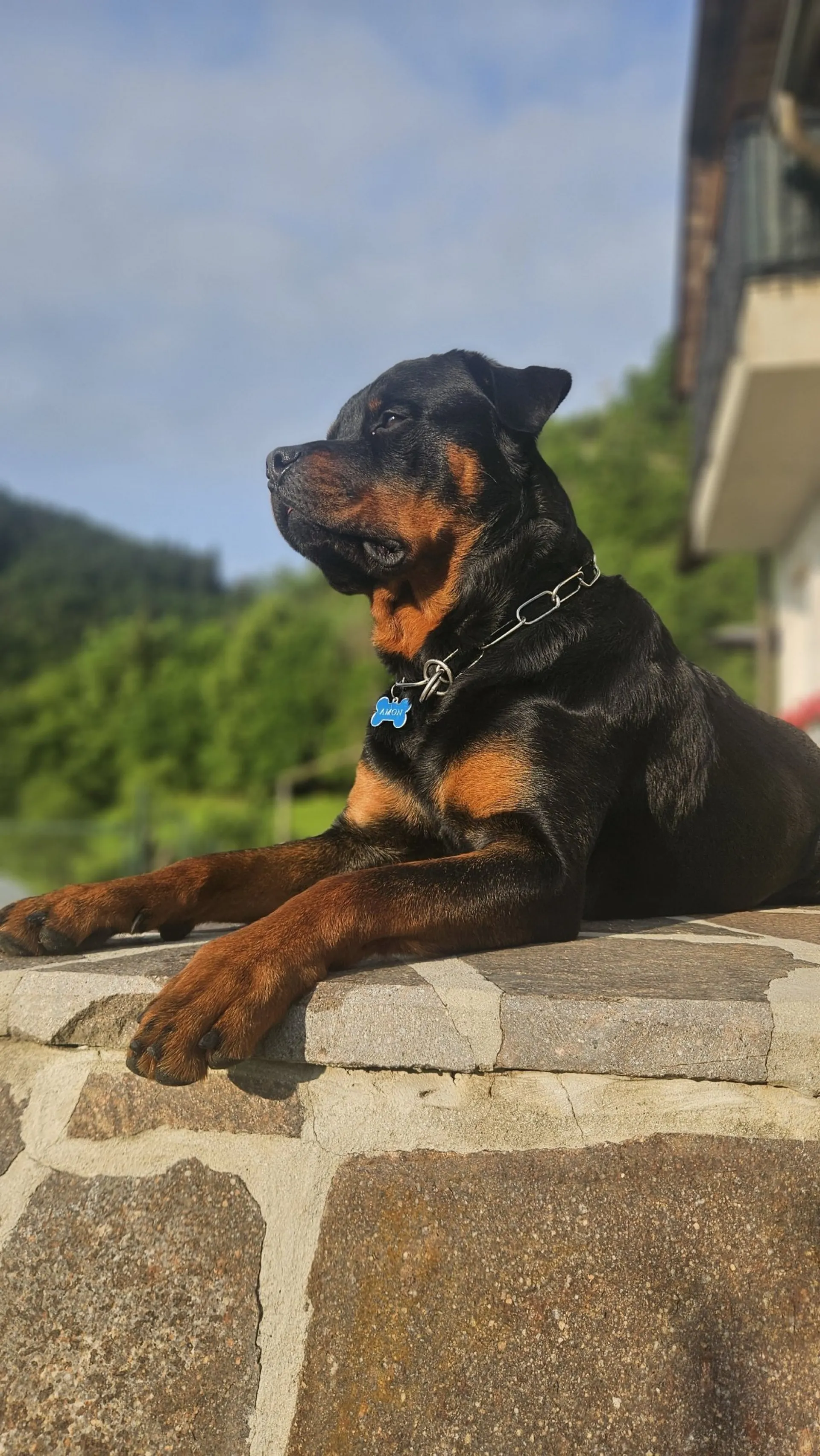 Rottweiler — življenje v psarni Aria Ranch Rottweilers