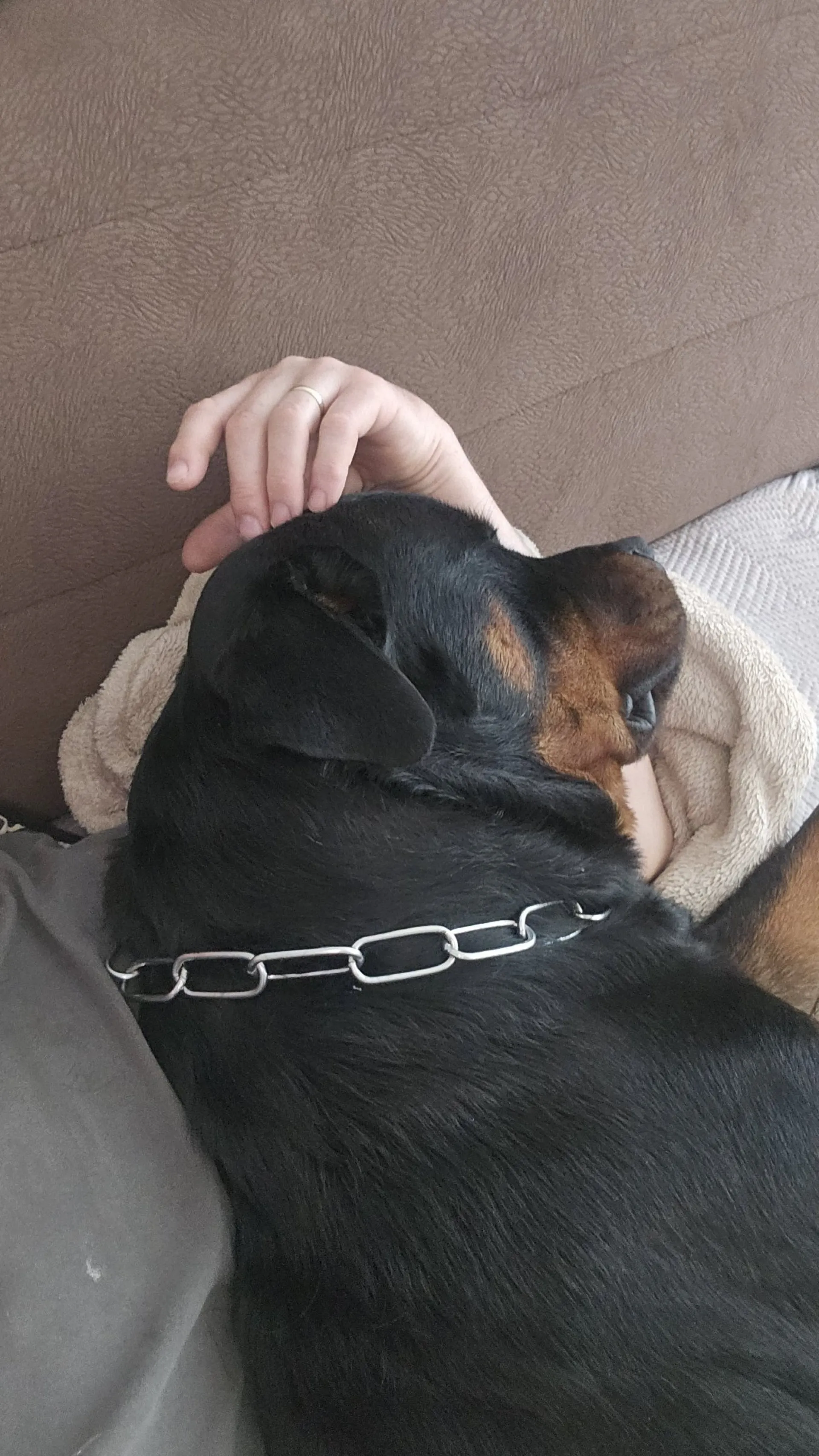Rottweiler — življenje v psarni Aria Ranch Rottweilers