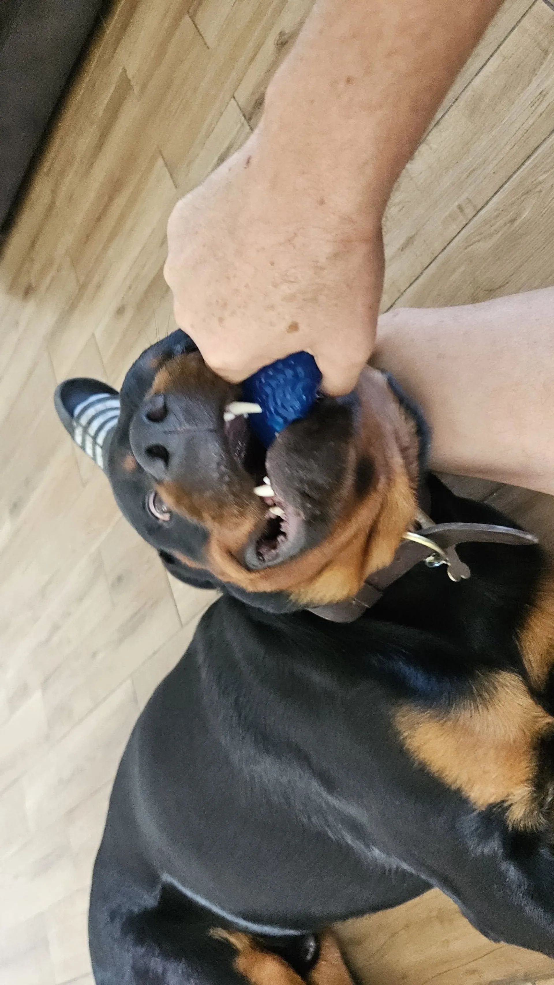 Rottweiler — življenje v psarni Aria Ranch Rottweilers