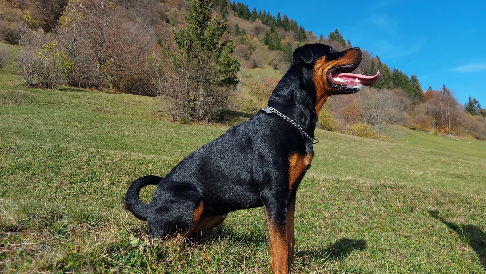 PEACH FROM PRIMO'S IMPERIUM — Rottweiler femmina, allevamento Aria Ranch Rottweilers
