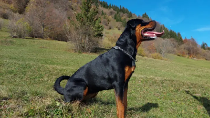 PEACH FROM PRIMO'S IMPERIUM — Rottweiler samica, psarna Aria Ranch Rottweilers