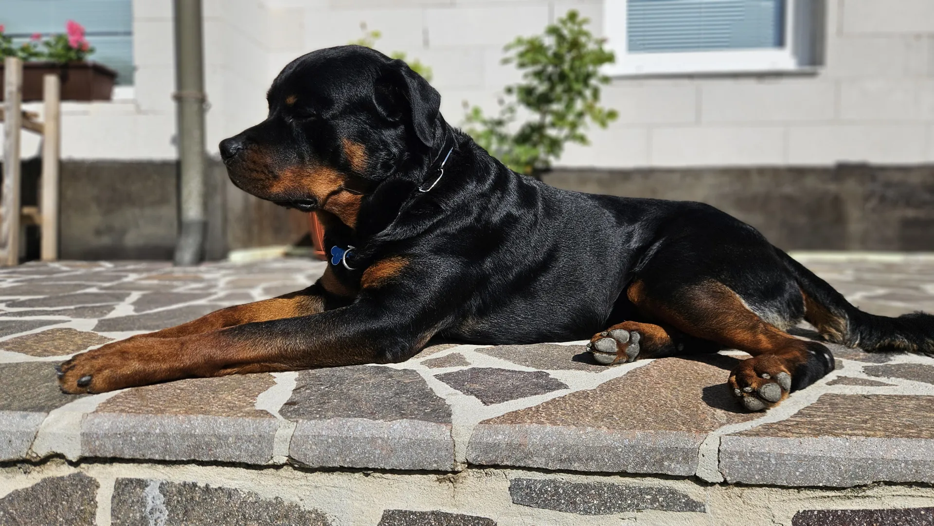 BOSS VON DER WUTHABURG — Rottweiler samec, psarna Aria Ranch Rottweilers