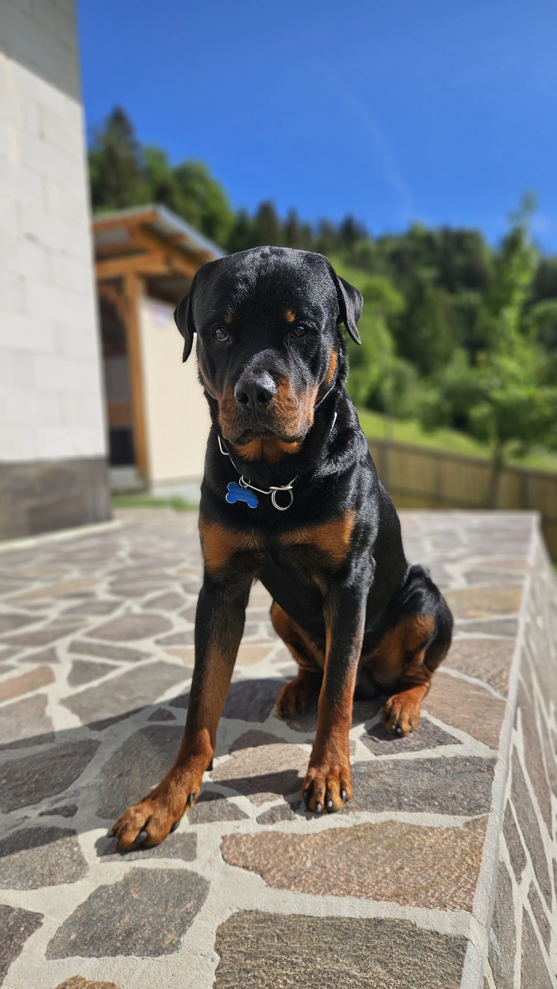 BOSS VON DER WUTHABURG — Rottweiler samec, psarna Aria Ranch Rottweilers