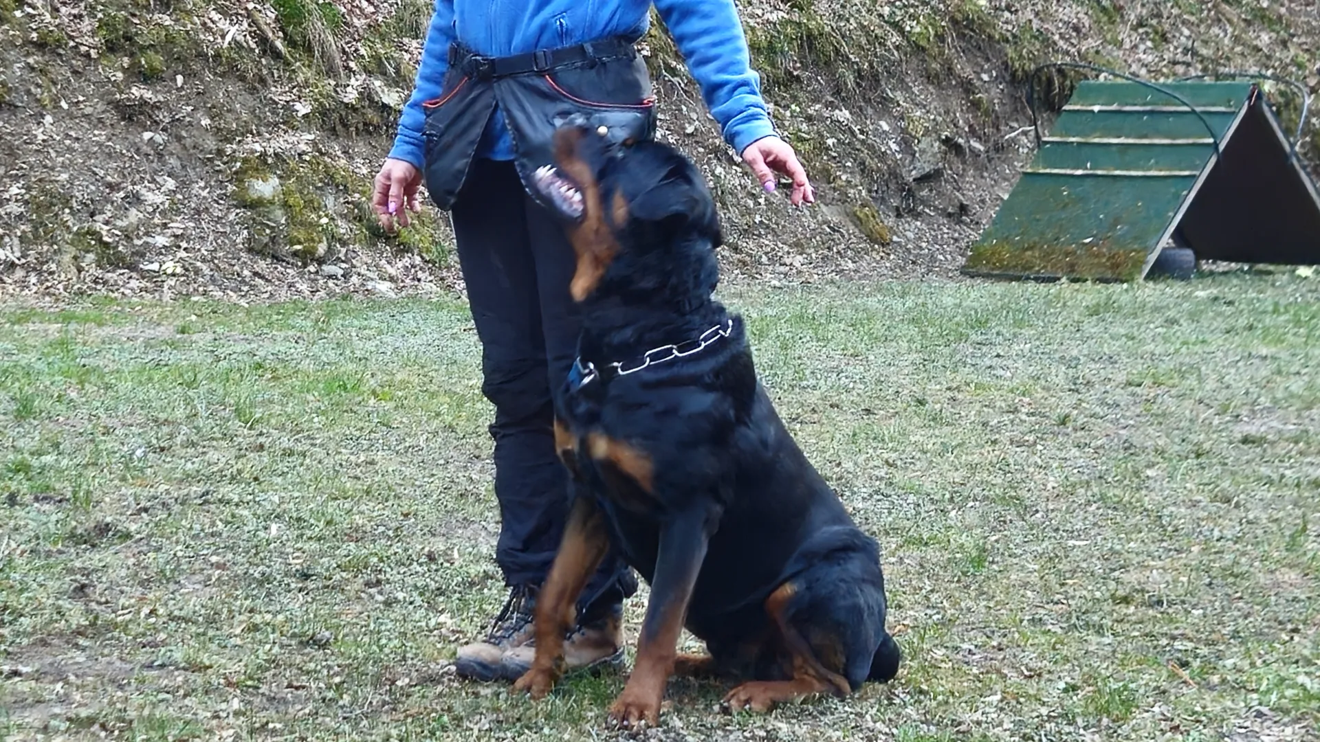 BOSS VON DER WUTHABURG — Rottweiler samec, psarna Aria Ranch Rottweilers