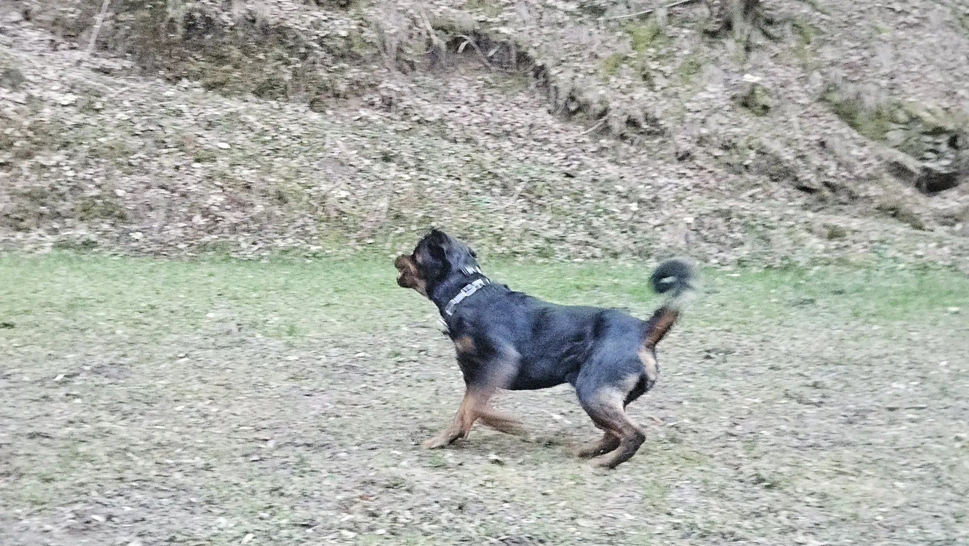 BOSS VON DER WUTHABURG — Rottweiler samec, psarna Aria Ranch Rottweilers