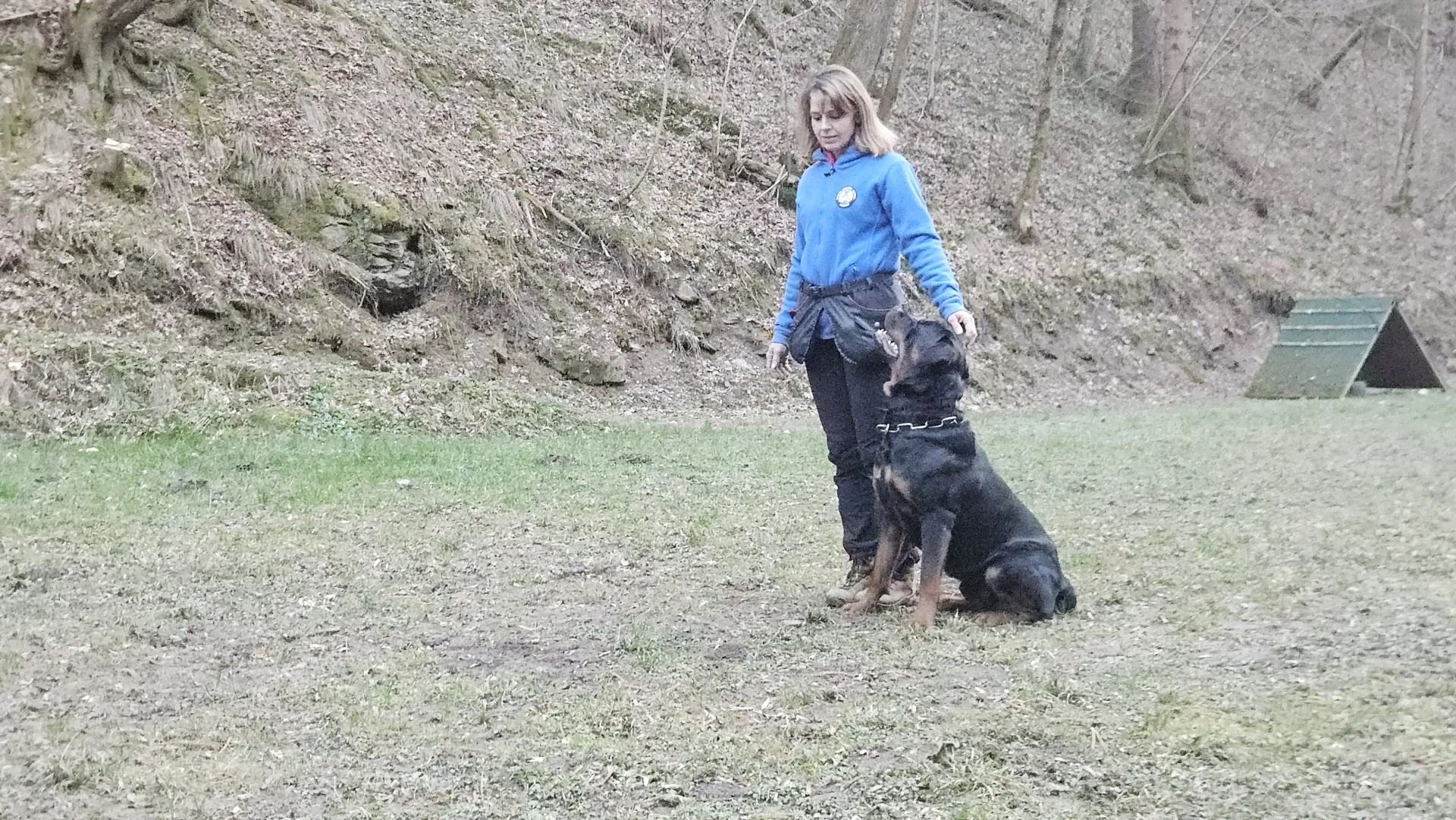 BOSS VON DER WUTHABURG — Rottweiler samec, psarna Aria Ranch Rottweilers